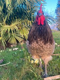 Gallo Australop blu orlata