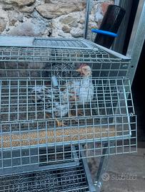 Pulcini di gallina Amrock, nani americani, ovaiole