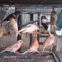 Arlecchini portoghese canarini