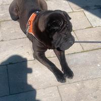 Shar-pei femmina con pedigree nata 15.10.21