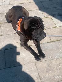 Shar-pei femmina con pedigree nata 15.10.21