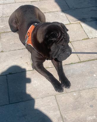 Shar-pei femmina con pedigree nata 15.10.21