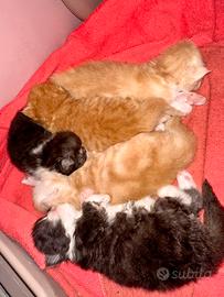 Cuccioli persiani ipertipici