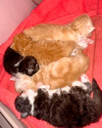 Cuccioli persiani ipertipici