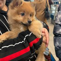 Cucciolo spitz tedesco