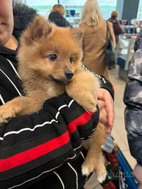 Cucciolo spitz tedesco