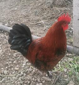 Gallo marans