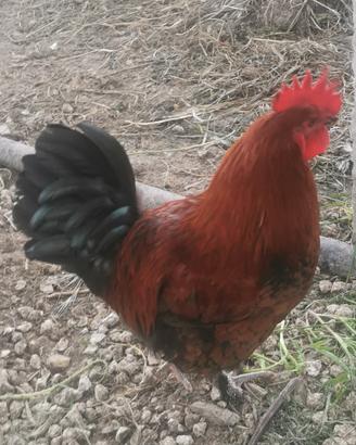Gallo marans