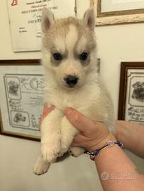 Cuccioli Siberian Husky alta genealogia