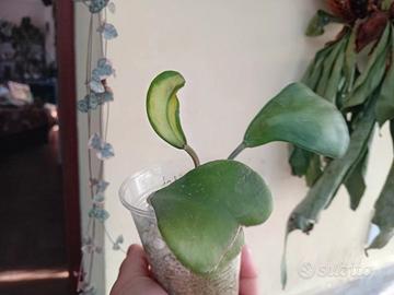pianta hoya kerri inter variegata 