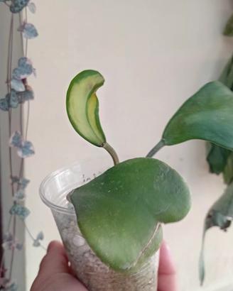pianta hoya kerri inter variegata 
