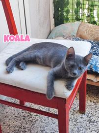 Koala, Quokka, Emù e Wallaby, gattini di 4 mesi