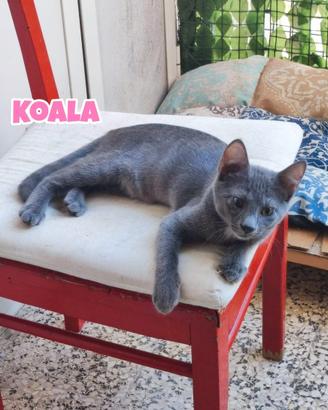 Koala, Quokka, Emù e Wallaby, gattini di 4 mesi