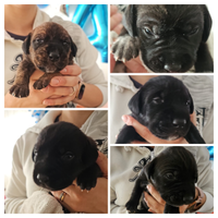 Drahthaar × Amstaff - 4 cuccioli