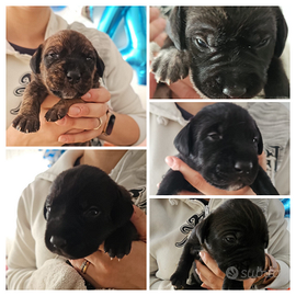 Drahthaar × Amstaff - 4 cuccioli