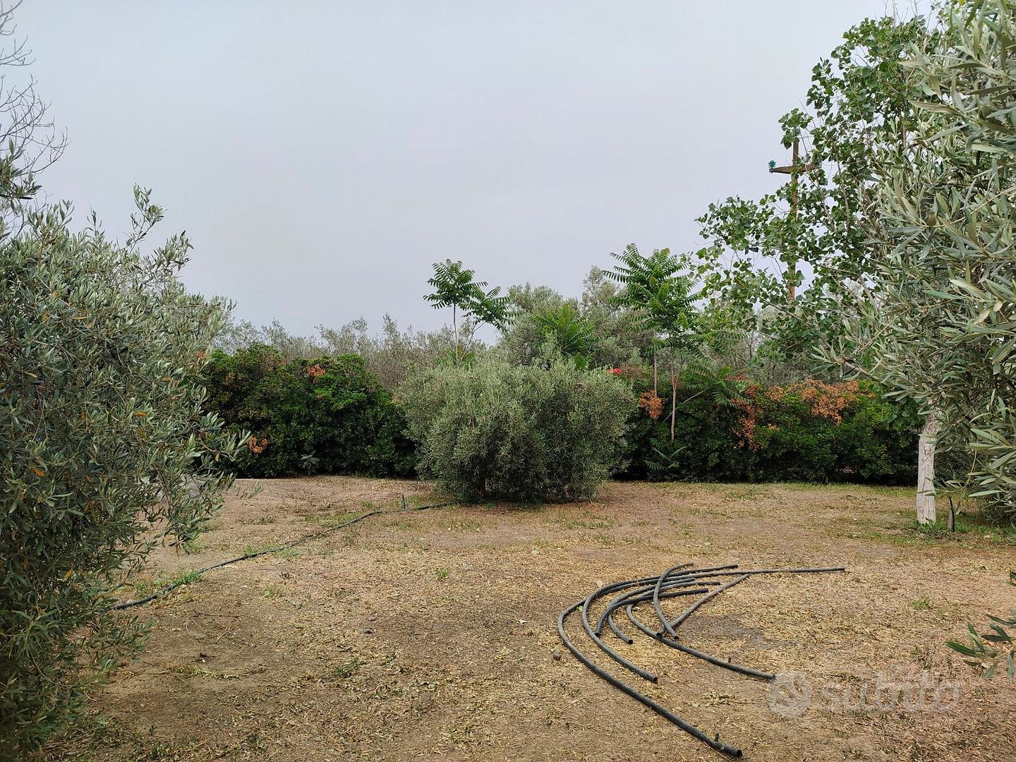 Terreno agricolo uliveto - Vista 3