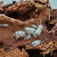 Porcellio laevis "dairy cow"