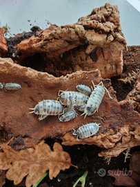 Porcellio laevis "dairy cow"