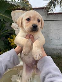 Cuccioli di Labrador retriever con Pedigree Enci
