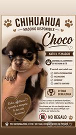 Chihuahua Maschio