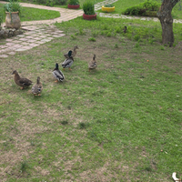 Anatre-Germani reali