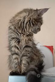 Maine coon cucciolona