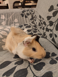 Cavia peruviana Porcellino d'india