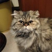 Cuccioli Gatto Persiano