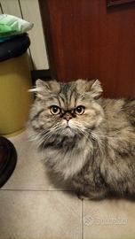 Cuccioli Gatto Persiano