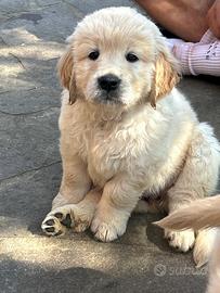 Cuccioli di Golden Retriever con pedigree Enci