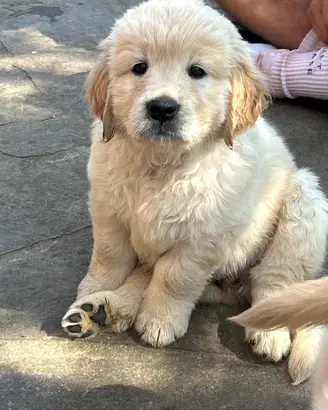 Cuccioli di Golden Retriever con pedigree Enci
