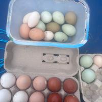 Galline AUSTRALORP MARANS ARAUCANA