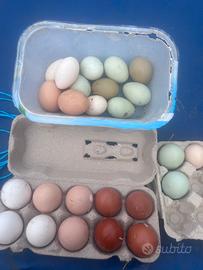 Galline AUSTRALORP MARANS ARAUCANA