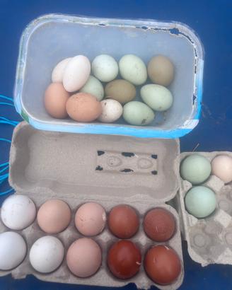 Galline AUSTRALORP MARANS ARAUCANA