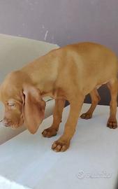 Cuccioli di Bracco Ungherese