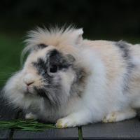 Minilop e testa di leone