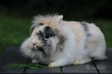 Minilop e testa di leone