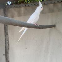 Pulli da allevare a mano Calopsite e inseparabili