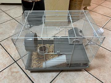 Gabbia + Ratto