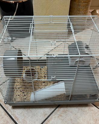 Gabbia + Ratto