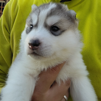 Siberia Husky cucciolo