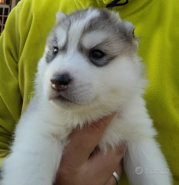 Siberia Husky cucciolo