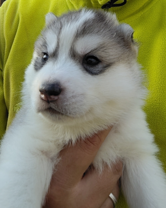 Siberia Husky cucciolo
