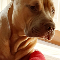 Pitbull per monta di accoppiamento
