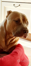 Pitbull per monta di accoppiamento