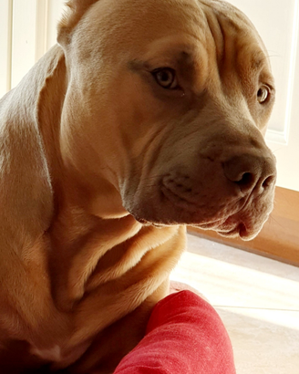 Pitbull per monta di accoppiamento