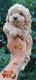 cucciolo di maltipoo