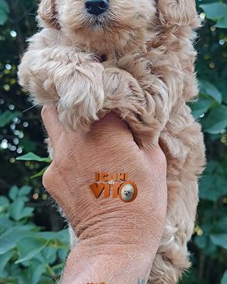 cucciolo di maltipoo