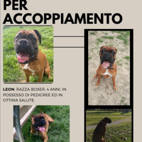 Boxer da accoppiare