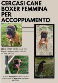 Boxer da accoppiare